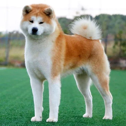 Chó Akita Inu dễ bị lai với giống chó khác.