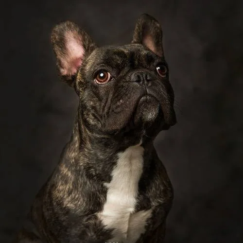 Thông tin về giống chó French Bulldog (Bull Pháp)