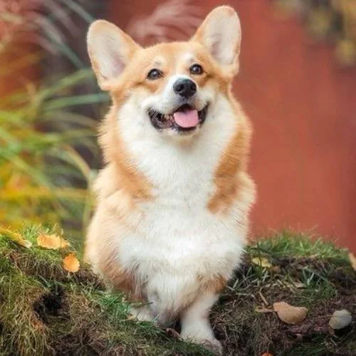 Hình ảnh một chú chó Corgi đang vui vẻ