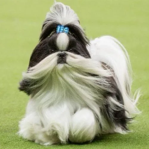 Shih Tzu với bộ lông dài và gương mặt hoa cúc.