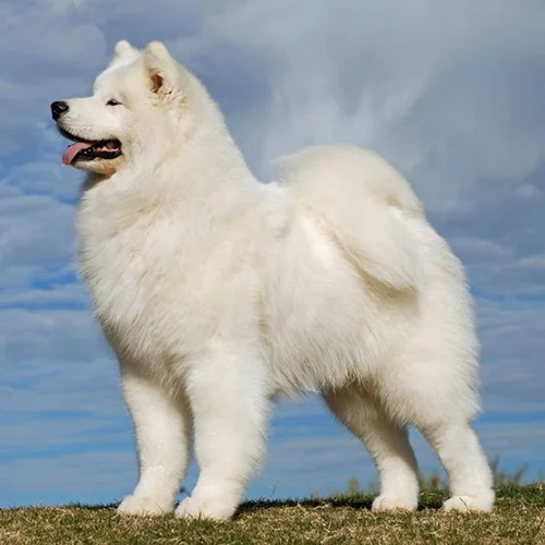 Chó Samoyed lông trắng, đuôi cuộn lên lưng, đứng trên nền trời xanh.