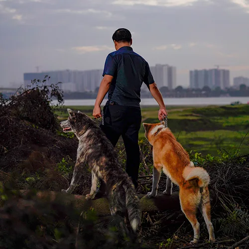 Huấn luyện chó Akita cần kiên nhẫn và nhất quán