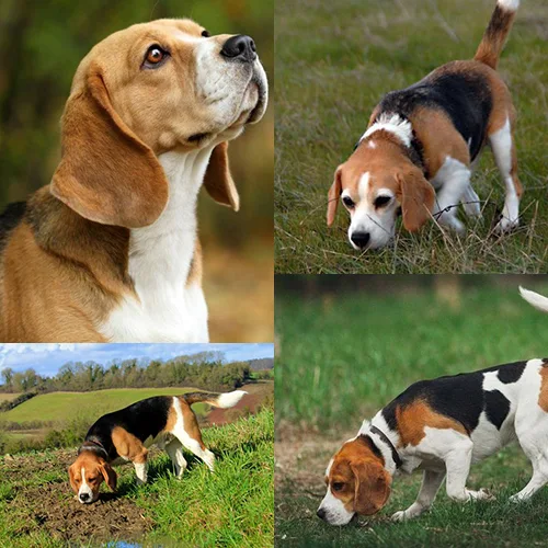 Chó Beagle đánh hơi trên cỏ, thể hiện khả năng tìm kiếm và truy dấu mùi.