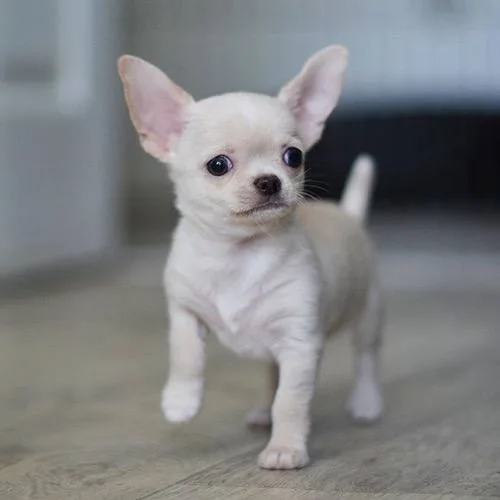 Vẻ ngoài của chó Chihuahua