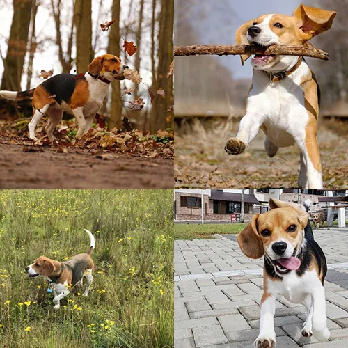 Chó Beagle vui chơi ngoài trời, thể hiện tính cách vui vẻ và năng động.