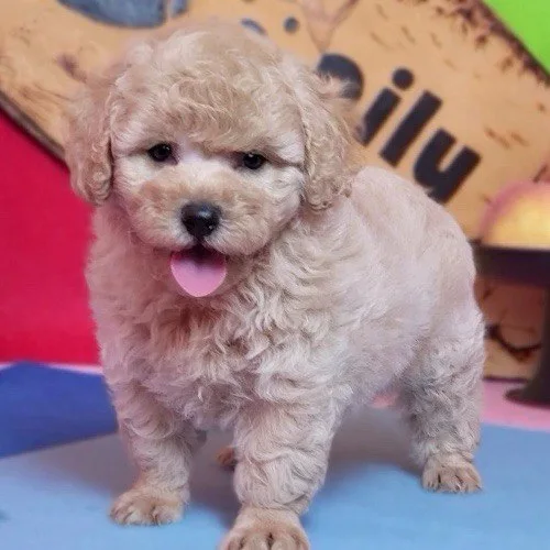 Chó Toy Poodle lông xoăn màu kem, kích thước nhỏ gọn.