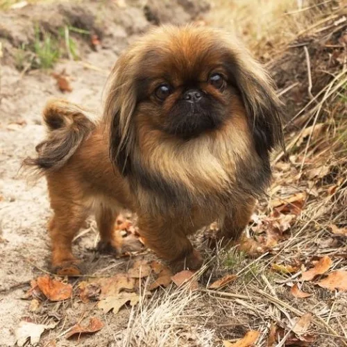 Chó Nhật Japanese Chin lông nâu đen đứng trên nền lá khô.