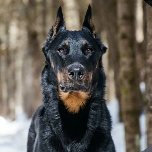 Chó Beauceron nhìn chính diện, bộ lông đen bóng và ánh mắt sắc sảo.