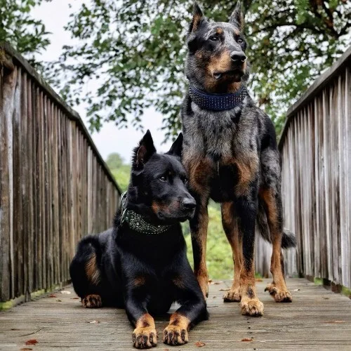 Hai chú chó Beauceron với màu lông đen pha nâu và harlequin trên cây cầu gỗ.