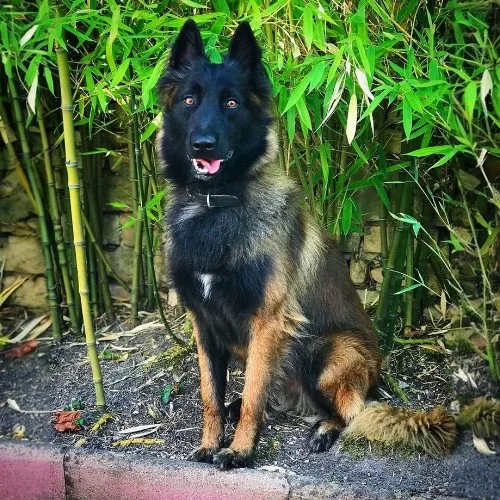 Chú chó Belgian Tervuren đứng trước rặng tre, lông nâu đen mượt mà, đôi tai dựng thẳng.