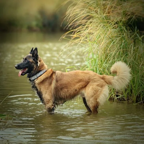 Chó Belgian Tervuren đứng trong nước, lông nâu đen dày, dáng oai vệ bên cỏ xanh.