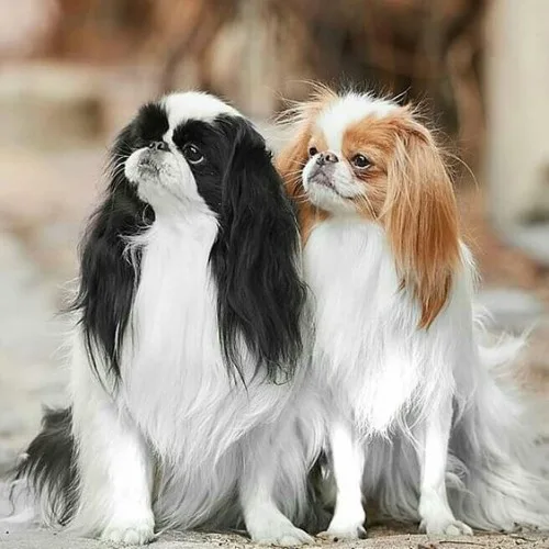 Hai chú chó Japanese Chin với bộ lông dài, màu trắng-đen và trắng-vàng.