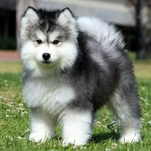 Chó Siberian Husky con với bộ lông dày, mượt và dáng vẻ dễ thương.