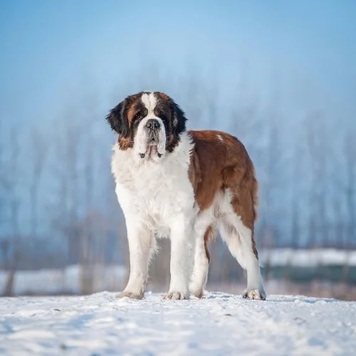 Chó Saint Bernard đứng trên nền tuyết, vẻ mặt hiền lành và bình tĩnh.