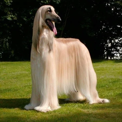 Chó Afghan Hound với bộ lông sáng mượt đứng trên bãi cỏ.