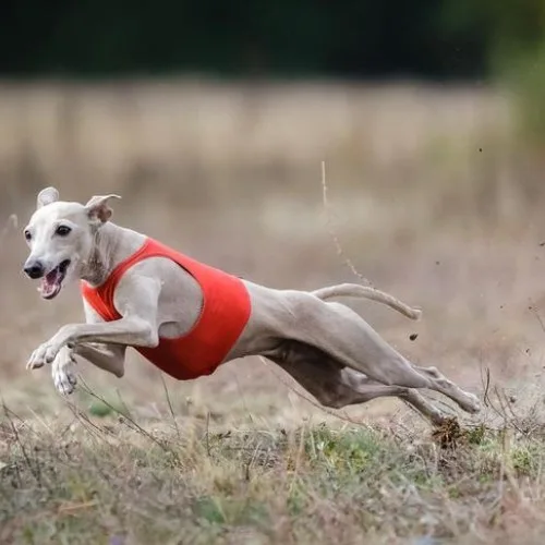 Chó Italian Greyhound đang chạy nhanh trong trang phục thể thao.