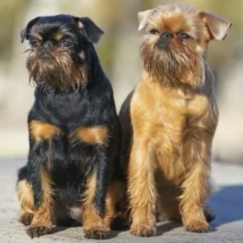 Hai chú chó Brussels Griffon nhỏ nhắn với bộ lông sẫm và gương mặt đặc trưng dễ thương.