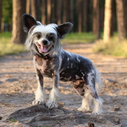 Chó Chinese Crested không lông với chỏm lông trên đầu và chân đứng trên nền rừng.