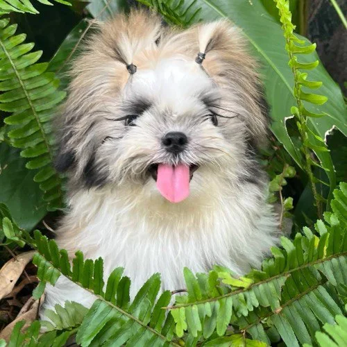 Chó Shih Tzu lông dài mượt, buộc tóc đáng yêu trong khu vườn xanh mát.