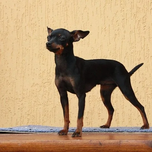 Chó Miniature Pinscher nhỏ gọn, năng động, tự tin và dễ huấn luyện.