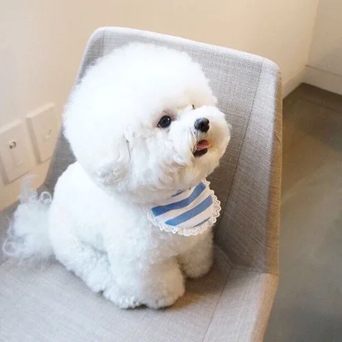 Teacup Bichon Frise trắng xinh xắn ngồi trên ghế, với bộ lông mềm mại và khuôn mặt dễ thương.