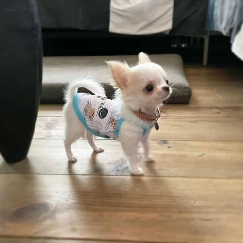 Teacup Chihuahua đáng yêu và lanh lợi