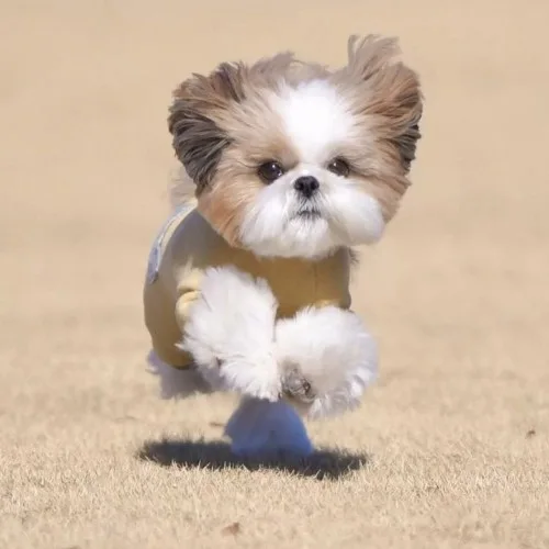 Chó Teacup Shih Tzu nhỏ xinh với bộ lông dài mượt đang chạy nhảy.