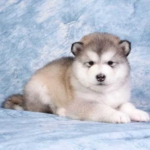  Wooly Husky con với bộ lông dày và vẻ ngoài đáng yêu trên nền xanh.