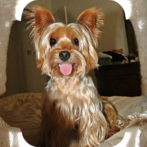 Chó Yorkshire Terrier đáng yêu với bộ lông dài bóng mượt và biểu cảm vui tươi.