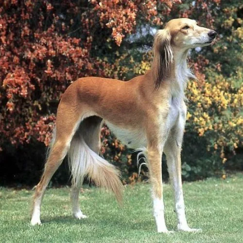 Chó Saluki màu vàng nâu với dáng đứng thanh thoát trên bãi cỏ.