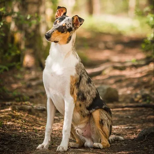 Chó Smooth Collie màu xanh merle ngồi trong rừng, bộ lông ngắn dễ chăm sóc.