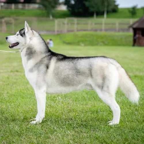 Chó Husky Siberia màu xám-trắng, đứng nghiêng bên ngoài, nổi bật với thân hình cân đối và lông dày hai lớp.