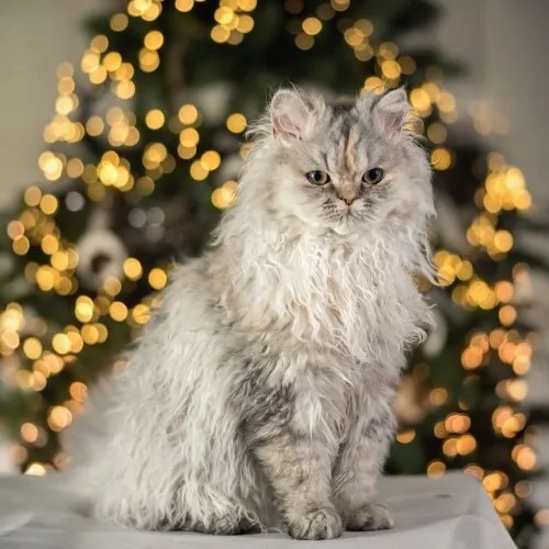 Mèo Selkirk Rex lông xoăn trước cây thông Noel lung linh ánh đèn.