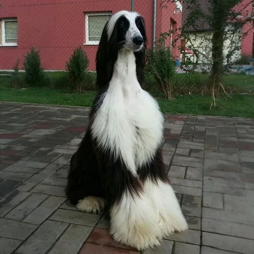 Chó Afghan Hound với bộ lông hai màu đen trắng ngồi trên sân lát gạch.