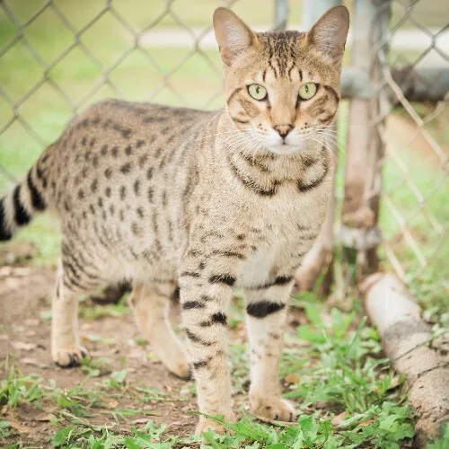 Mèo Savannah đứng cạnh hàng rào với bộ lông đốm giống báo.