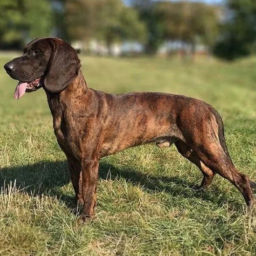 Hanoverian Scenthound trung thành và kiên nhẫn, thích hợp cho truy tìm vết máu trong rừng.