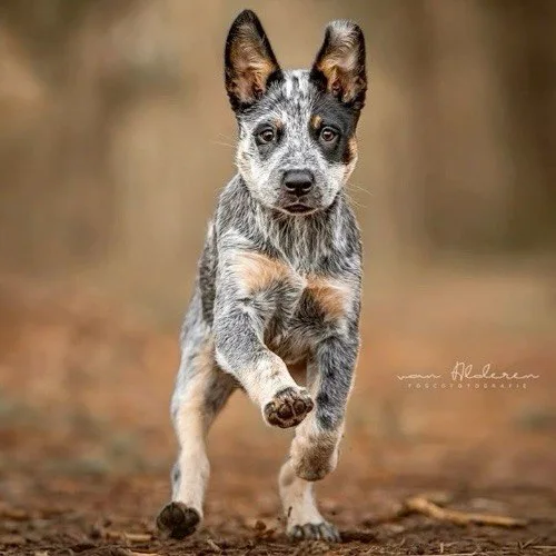 Chó Australian Cattle Dog con chạy trên nền đất, đôi tai dựng đứng và ánh mắt tinh nhanh.