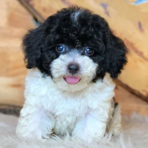 Chó Poodle nhỏ lông xoăn, màu đen trắng đáng yêu, ngồi trên thảm lông.