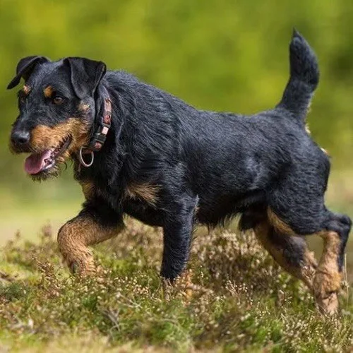  Jagdterrier nhỏ gọn, màu lông đen nâu, đứng cảnh giác ngoài trời.