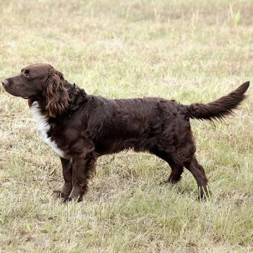 German Spaniel (Deutscher Wachtelhund) chó săn dũng cảm và thân thiện ngoài trời.