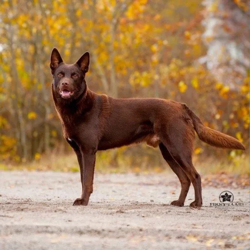 Chó Australian Kelpie màu nâu đứng trên nền đất, nhìn thẳng về phía trước.