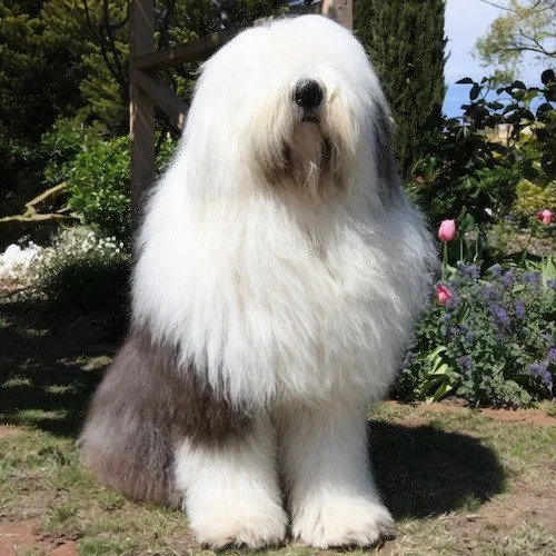 Old English Sheepdog lông xù ngồi trong khu vườn xanh mát.