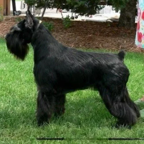 Standard Schnauzer với bộ lông đen tuyền, râu rậm, và vóc dáng mạnh mẽ trên nền cỏ.