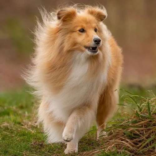 Chó Shetland Sheepdog vui vẻ chạy trên cỏ, lông xù dài mượt.