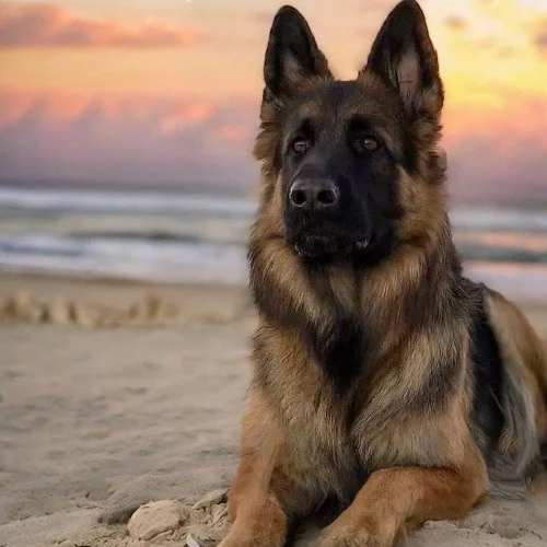 German Shepherd dũng cảm và trung thành trong ánh hoàng hôn trên bãi biển.