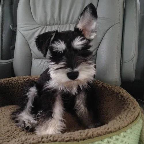 Chó Miniature Schnauzer dễ thương ngồi trên ghế, có bộ lông và râu đặc trưng.