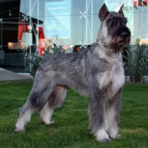 Giant Schnauzer lông muối tiêu đứng trong sân, nhu cầu vận động cao.