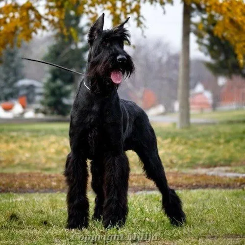 Giant Schnauzer màu đen đứng trên bãi cỏ, với chế độ dinh dưỡng cân bằng.