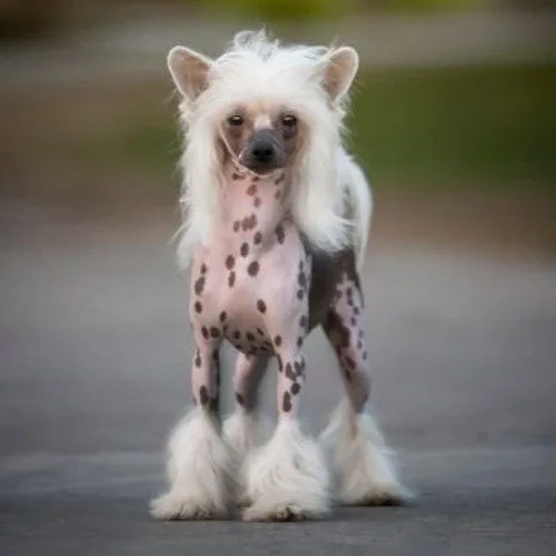 Chó Chinese Crested không lông với bộ lông trên đầu