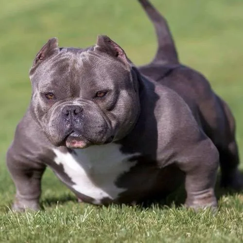 Chó American Bully có nguy cơ mắc một số bệnh di truyền.